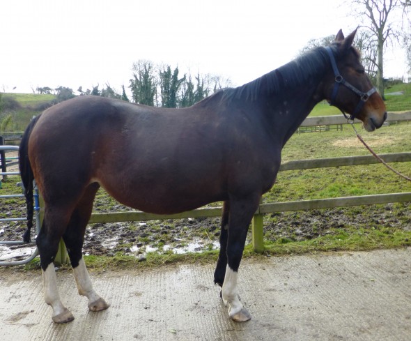 Vieanda van't Kelderken in foal to Ringfort Cruise