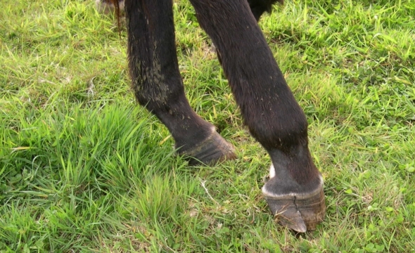 lame broken feet