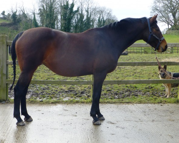 Lady Portiana in foal to Zirocco Blue