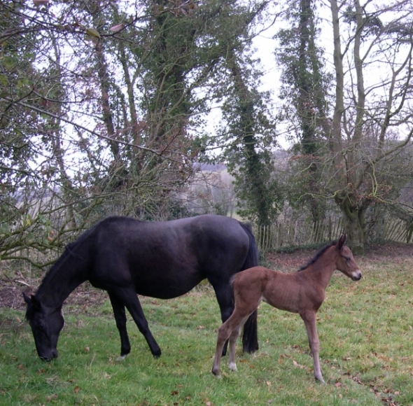 Ferris by Elusive City out of L-Way First Ferris at 6 days old