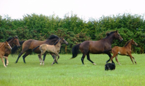 new grass mares and foals