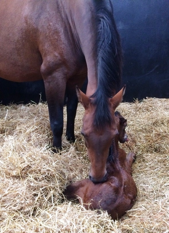 Lady P filly