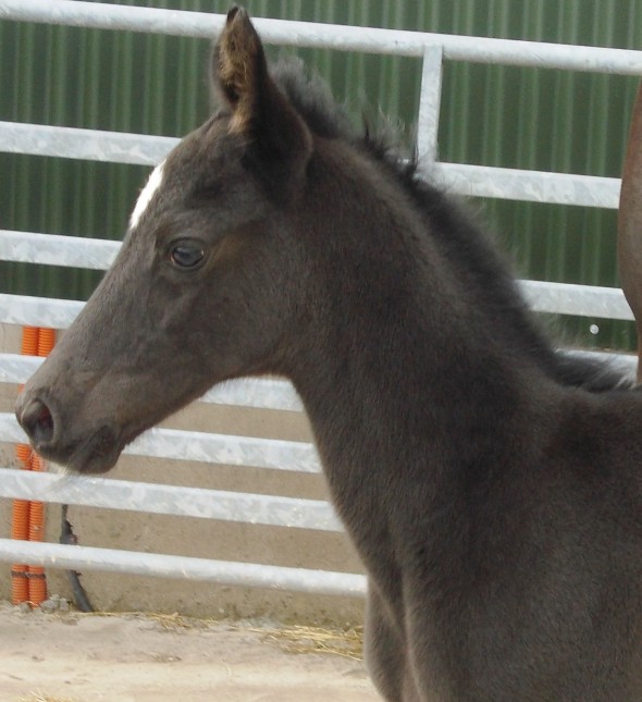 Miranda Filly of Samichel
