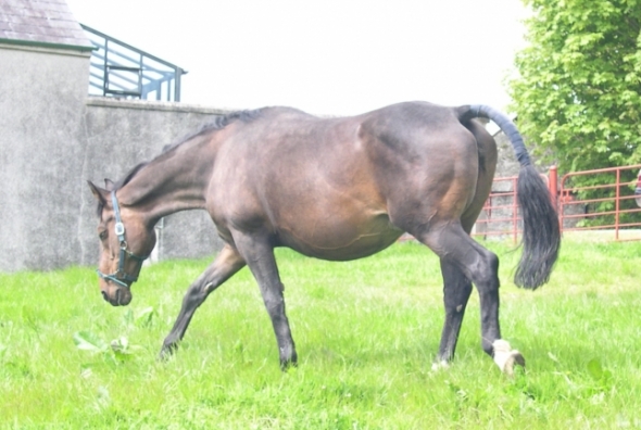 Hollanta pre-birth 21 and looking good