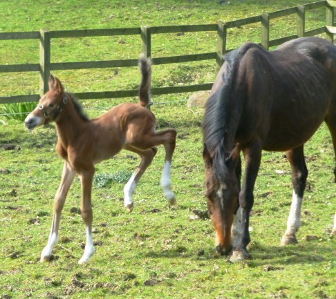 legs hind