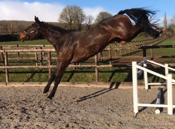 Izzietop back end