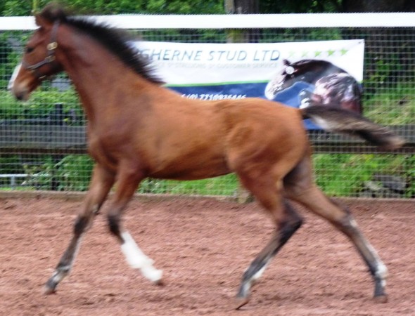 not a great pic of Paddy Patron Saint