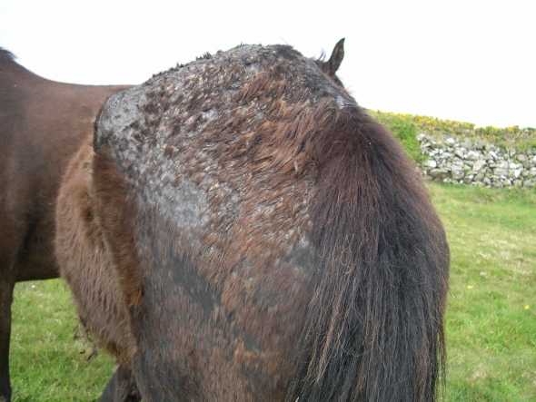 young horse very thin