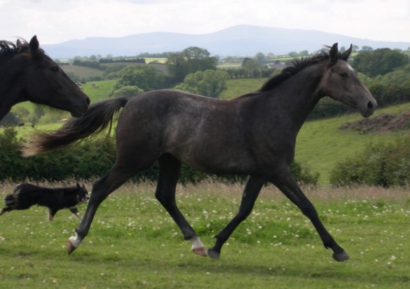 Ringfort String of Pearls 2011 Yearling filly
