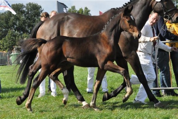 Izzietop foal Mister Mike