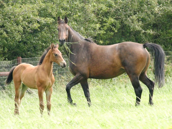 with foal
