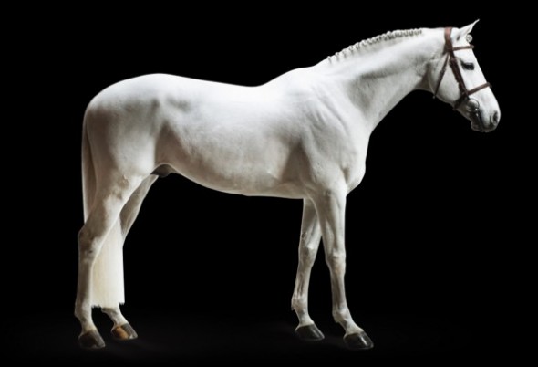 alicante 2 stallion