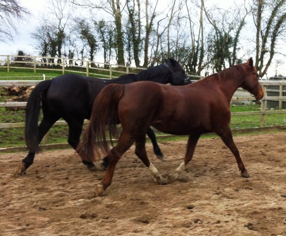 Samichel and Pistazie two new pregnant mares