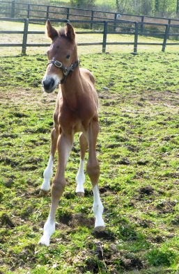 long legs piles of chrome