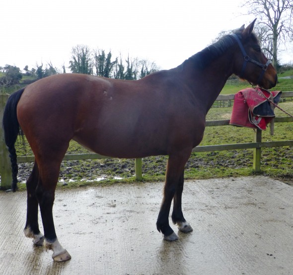 Moulin Fontaine in foal to Glasgow van't Merelsnest VDL