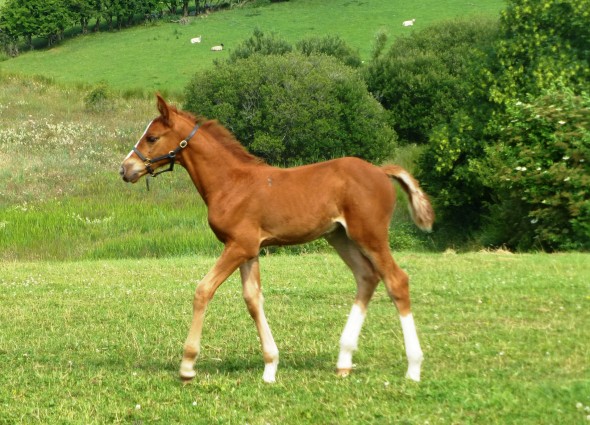 Filly Lucie Out of Moulin Fontaine