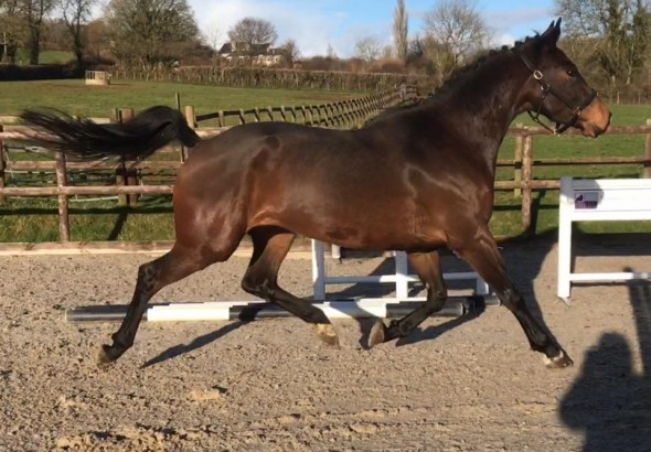 Izzietop new mare