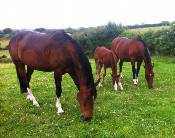 Vieanda in foal to Ringfort Cruise