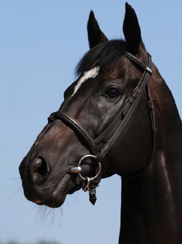 lucarelli thoroughbred