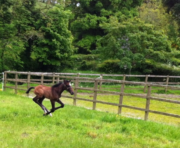 Jay Out of Ushi by Ringfort Cruise