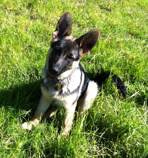 Maggie in the paddock