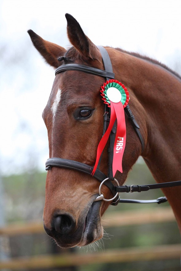 Ringfort Rubicon Lovely horse!