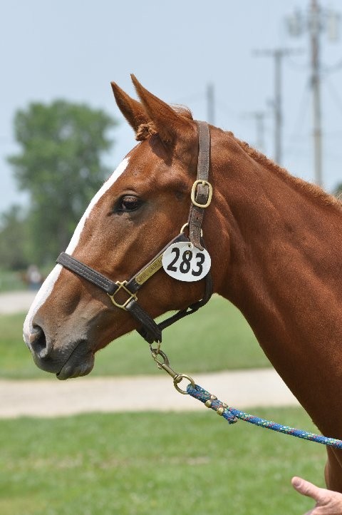 The Lady Baganel filly by Ringfort Tinkatoo winning blue riband
