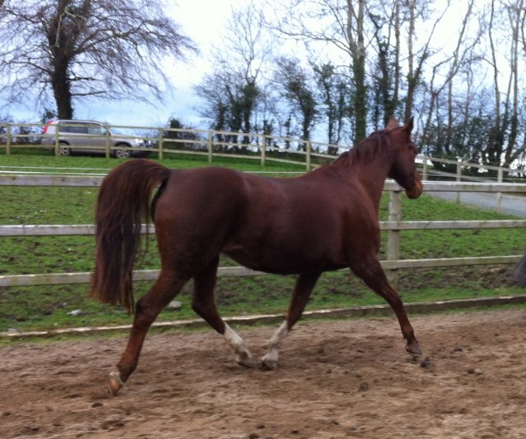 PISTAZIE NEW MARE