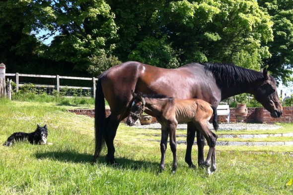 Mollie Ushi and Jay in the sunshine