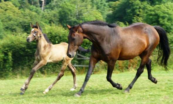 Jay and Ushi on pond field so happy together