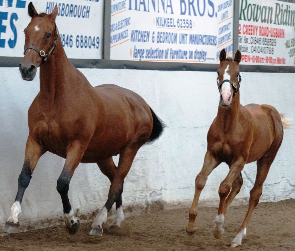 Harold winning foal show 2014